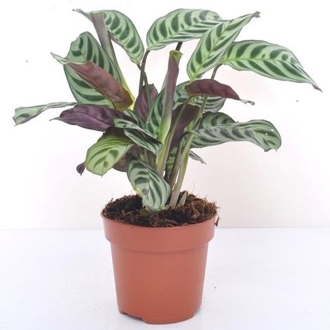 Ctenanthe burle-marxii