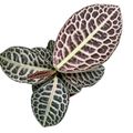 Labisia 'Turtle Back'