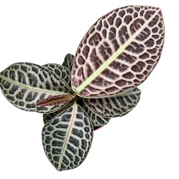 Labisia 'Turtle Back'