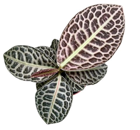 Labisia 'Turtle Back'