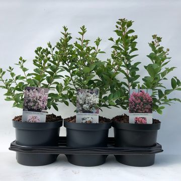 Lagerstroemia indica MIX