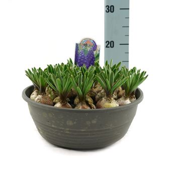 Muscari armeniacum 'Marleen'