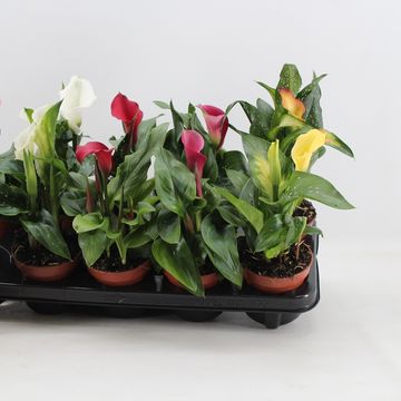 Zantedeschia MIX