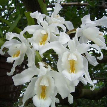 Coelogyne cristata