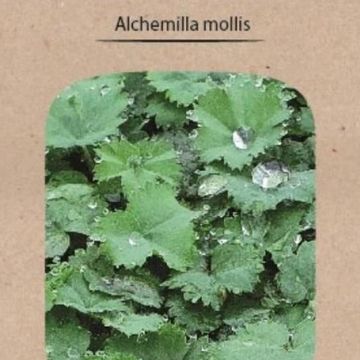 Alchemilla mollis