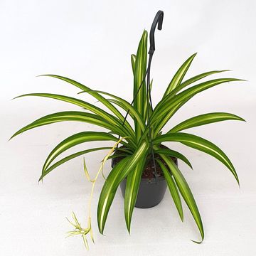 Chlorophytum comosum 'Hawaiian Spider'