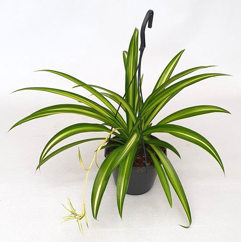 Chlorophytum comosum 'Hawaiian Spider'