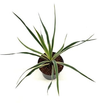 Yucca filamentosa 'Bright Edge'