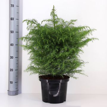 Cryptomeria japonica 'Elegans Viridis'