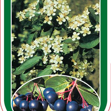 Aronia melanocarpa