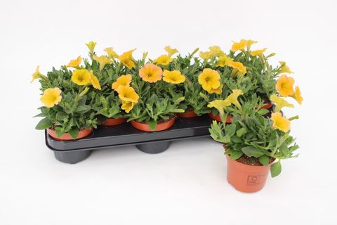 Petunia FAMOUS APRICOT PINK