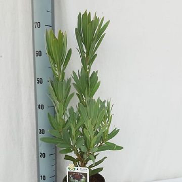 Protea barbigera 'Niobe'