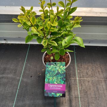 Ligustrum ovalifolium 'Aureum'