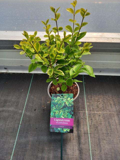 Ligustrum ovalifolium 'Aureum'
