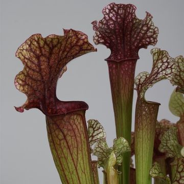 Sarracenia 'Judith Hindle'