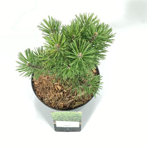 Pinus mugo 'Мопс'