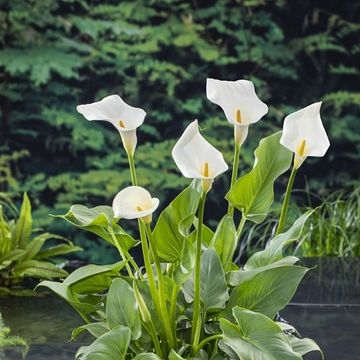 Zantedeschia aethiopica