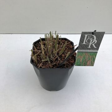 Miscanthus sinensis 'Flamingo'