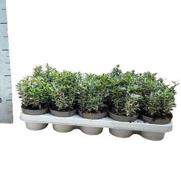 Euonymus japonicus 'Microphyllus Albovariegatus'