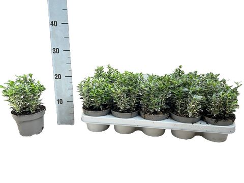 Euonymus japonicus 'Microphyllus Albovariegatus'