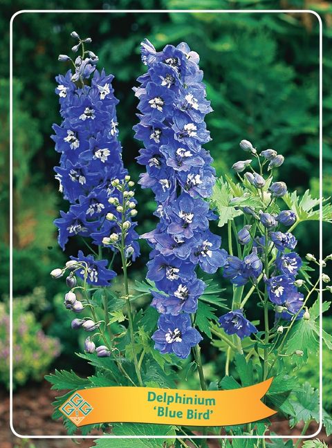 Delphinium MIX