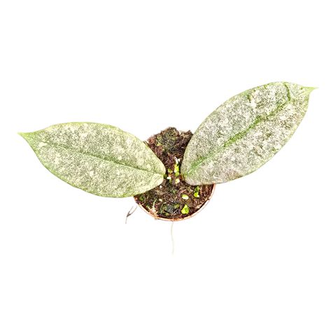 Hoya mitrata 'Silver'