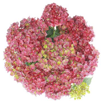 Hydrangea macrophylla ROYALTY COLLECTION BLACK KNIGHT