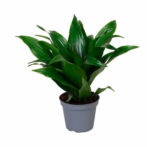 Dracaena fragrans 'Janet Craig Compacta'