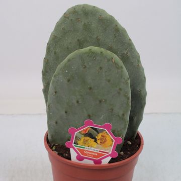 Opuntia ficus-indica