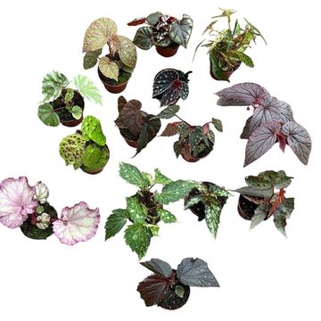 Begonia MIX
