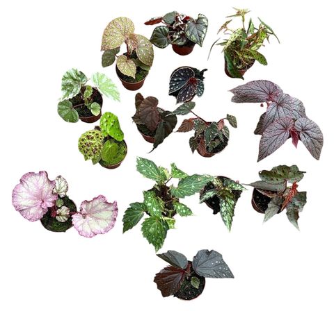 Begonia MIX