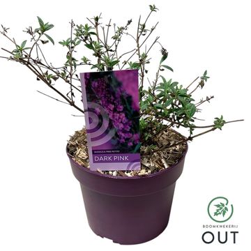 Buddleja FREE PETITE DARK PINK