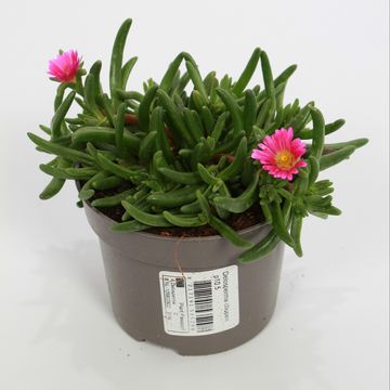 Delosperma cooperi LIDO PINK