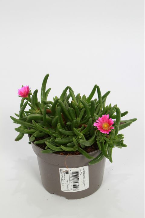 Delosperma SUNTROPICS PURPLE