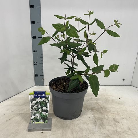 Viburnum x burkwoodii