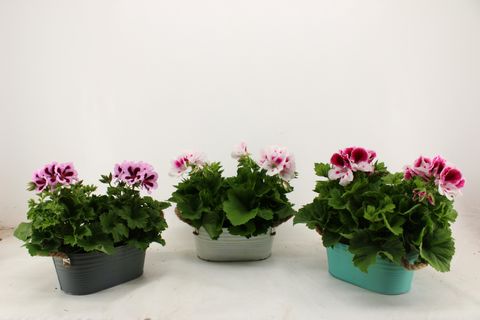 Pelargonium MIX
