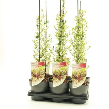 Rhamnus alaternus 'Argenteovariegata'