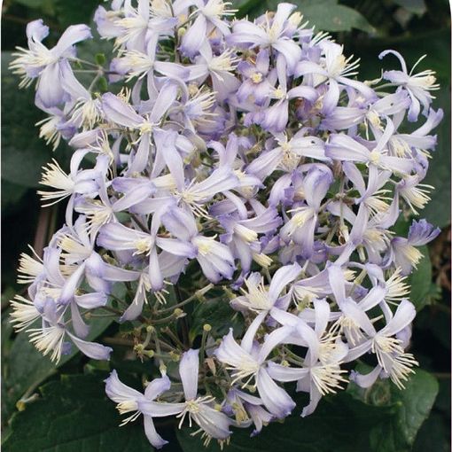 Clematis 'Jouiniana Praecox'