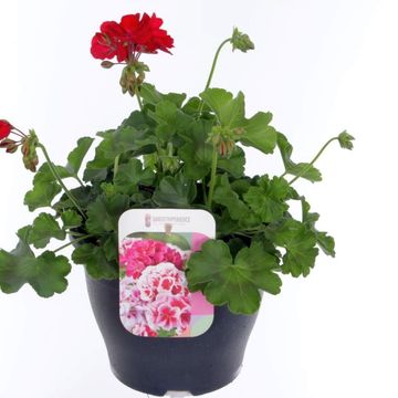 Pelargonium CALLIOPE DARK RED