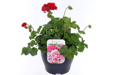 Pelargonium CALLIOPE DARK RED
