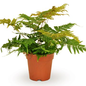 Dryopteris erythrosora