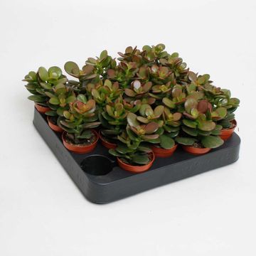Crassula ovata 'Minor'
