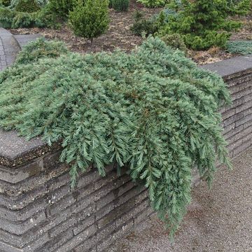 Cedrus deodara 'Feelin' Blue'
