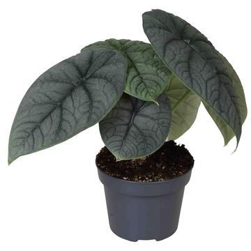 Alocasia melo