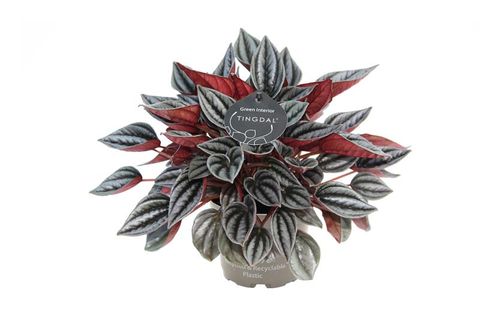 Peperomia caperata 'Mendoza'