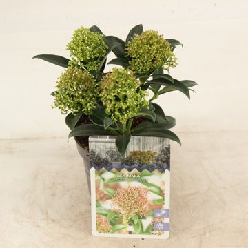 Skimmia japonica 'Marlot'