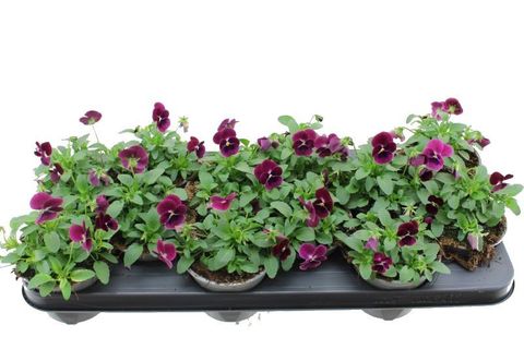 Viola SORBET ROSE BLOTCH