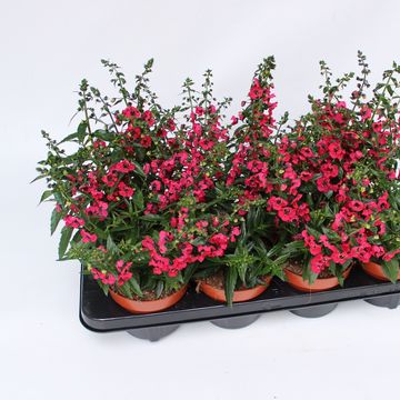 Angelonia ANGELINA PINK