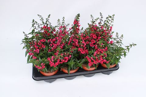 Angelonia ANGELINA PINK