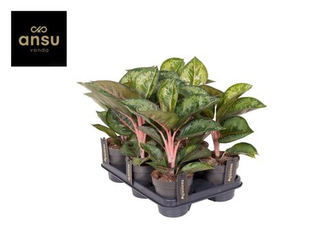 Аглаонема 'Camo Rubina'